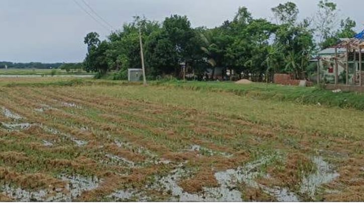ভাইয়ে ভাইয়ে বিরোধে জমির পাকা ধান কাটতে বাধা পাল্টাপাল্টি মামলায় হয়রানির অভিযোগ