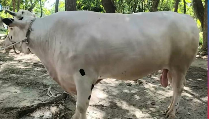 কোরবানির হাট কাঁপাবে কেন্দুয়ার ৩৮ মণের সাদাপাহাড়