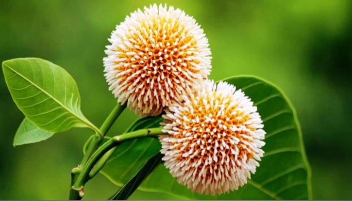 কদম ফুল